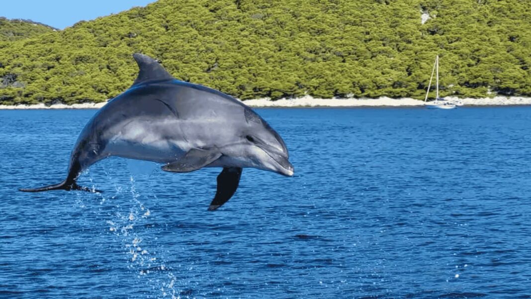 kornati tour dolphin
